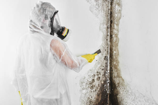 Best Commercial Mold Removal  in Summit, IL