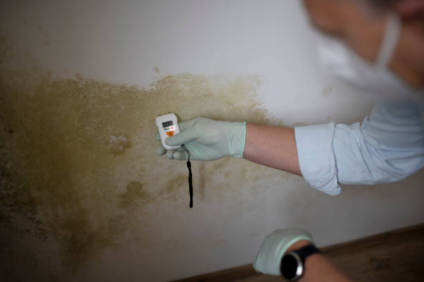 Office Mold Removal Services in Summit, IL