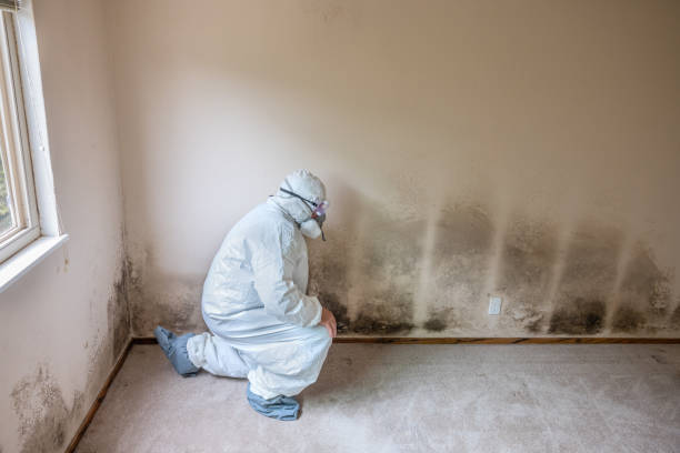 Best Attic Mold Removal  in Summit, IL